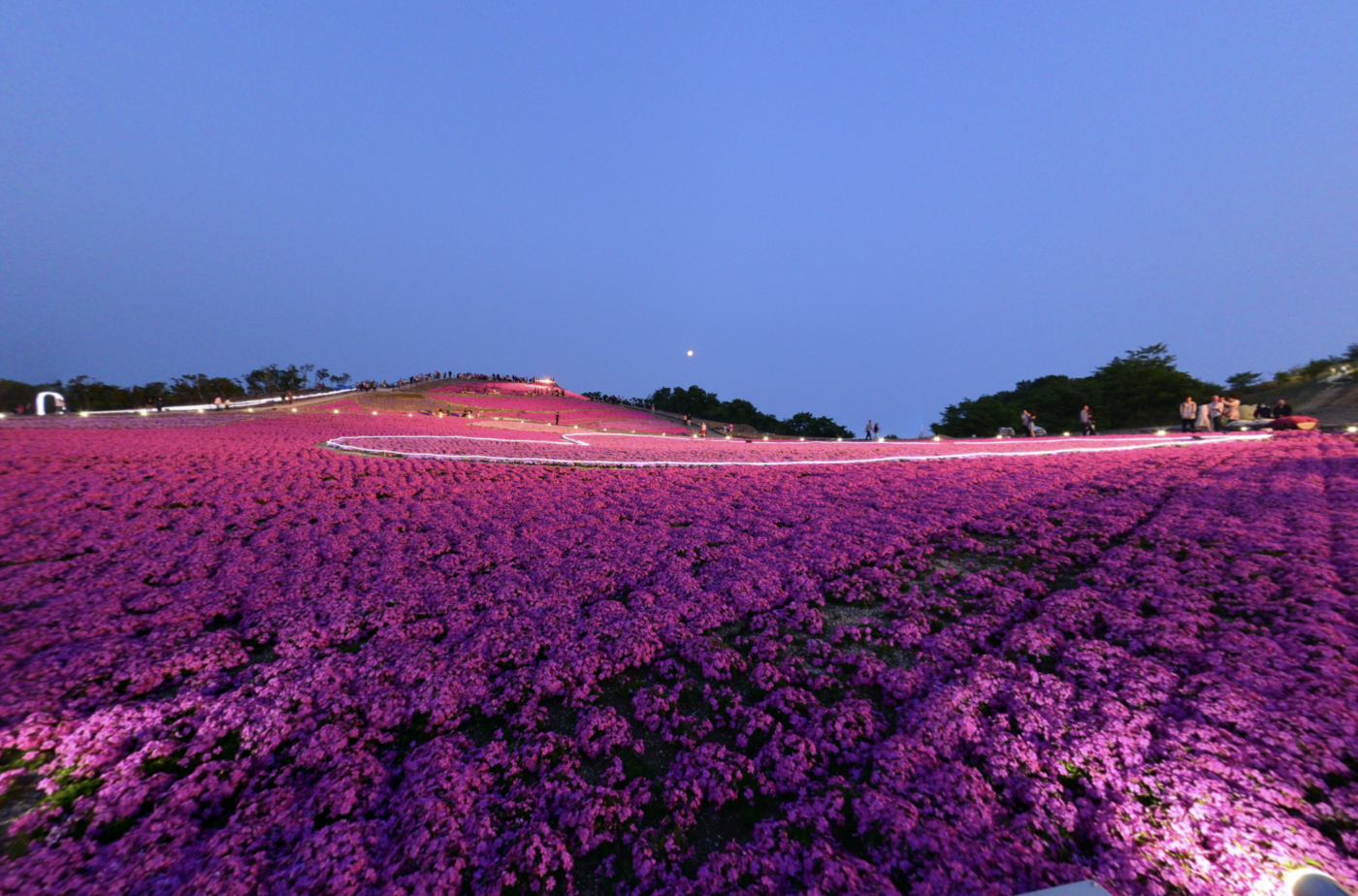 芝桜 バーチャルツアー