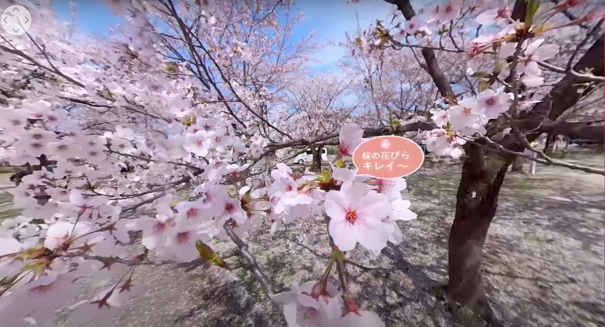 桜の寄り動画のスクショ